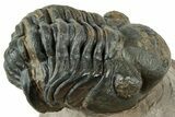 Reedops Trilobite Fossil - Atchana, Morocco #312347-3